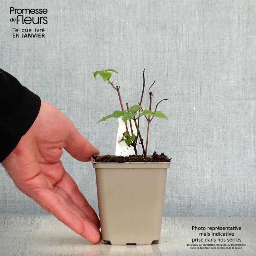 Amostra de Monarde Mohawk - Bergamote violet-pourpre Vaso de 8/9 cm tal como entregue no inverno