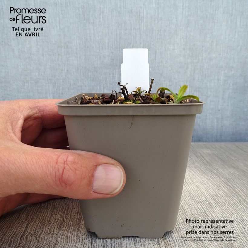 Amostra de Monarde Pardon Me rose - Bergamote rose Vaso de 8/9 cm tal como entregue na primavera