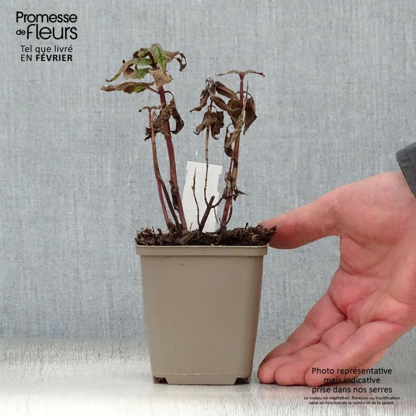 Amostra de Monarda Petite Delight Vaso de 8/9 cm tal como entregue no inverno