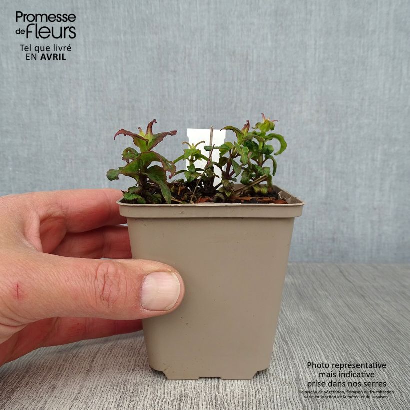 Amostra de Monarda Petite Delight Vaso de 8/9 cm tal como entregue na primavera