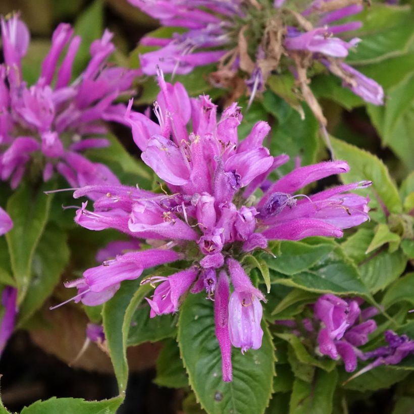 Monarda Petite Delight (Floração)