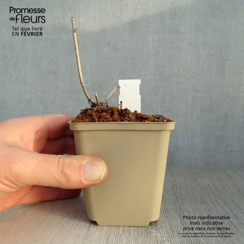 Amostra de Monarde Pink Lace - Bergamote compacte, rose foncé Vaso de 7/8 cm tal como entregue no inverno