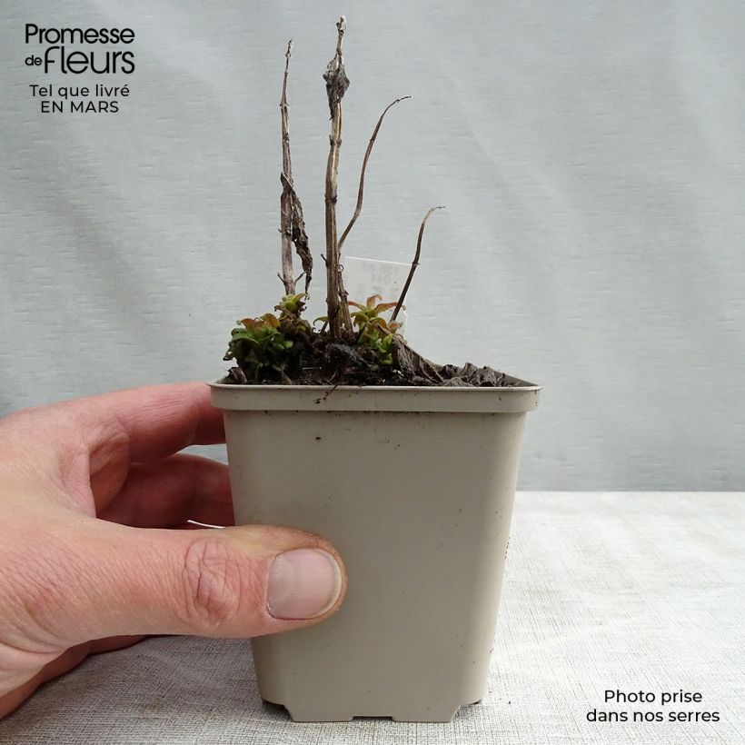 Amostra de Monarda Pink Lace Vaso de 7/8 cm tal como entregue na primavera