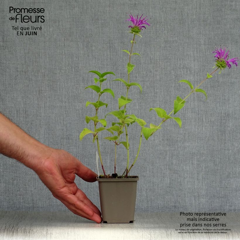 Amostra de Monarda Prärienacht Vaso de 8/9 cm tal como entregue no verão