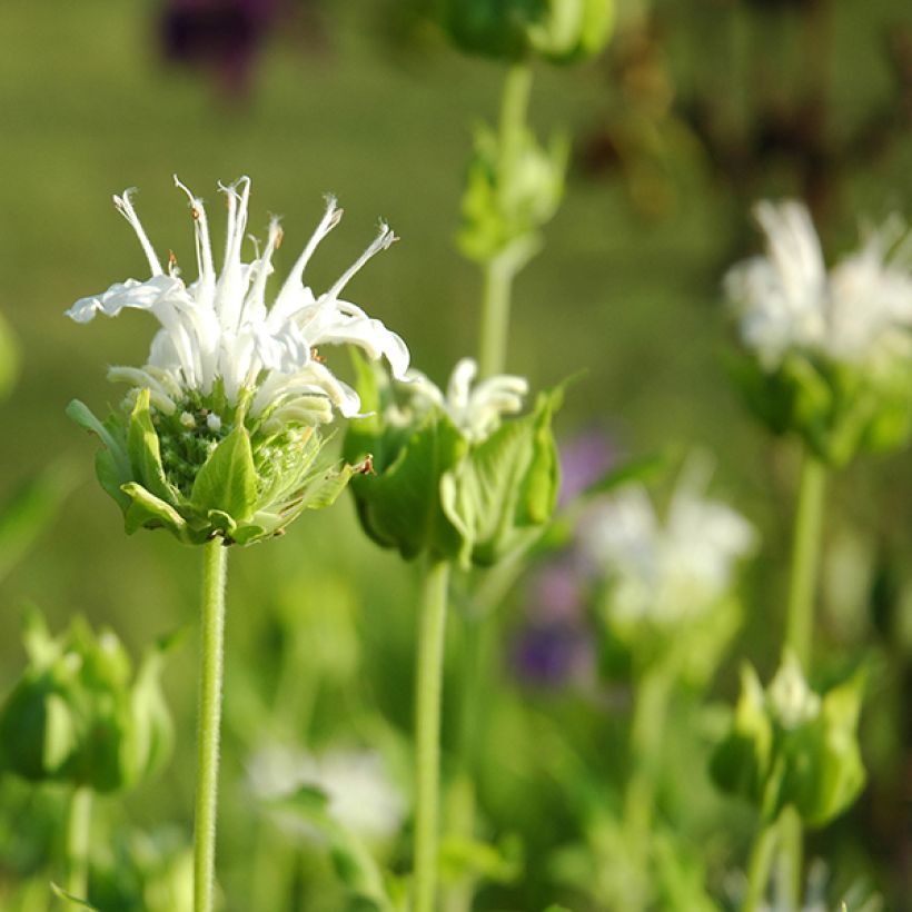 Monarda Schneewittchen (Floração)