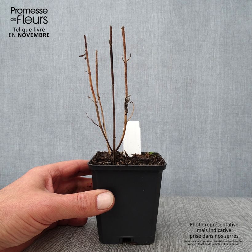 Amostra de Monarda Schneewittchen Vaso de 8/9 cm tal como entregue no outono