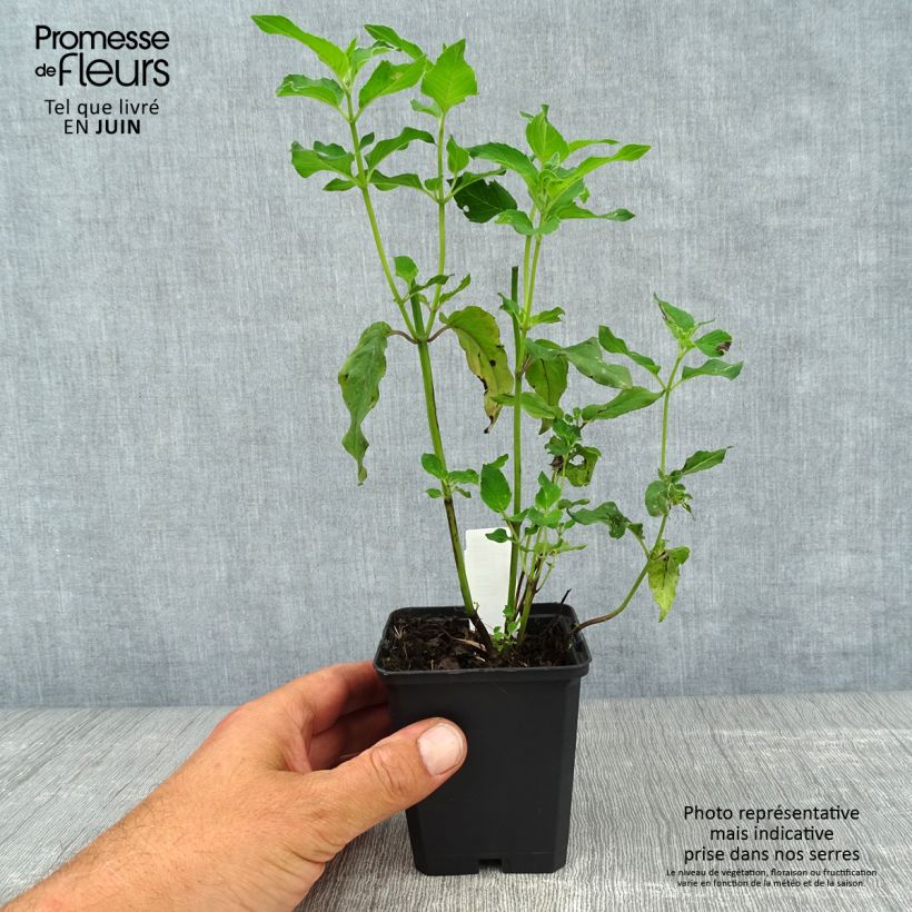 Amostra de Monarda Schneewittchen Vaso de 8/9 cm tal como entregue no verão