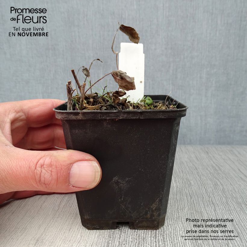 Amostra de Monarda × fistulosa Scorpion Vaso de 8/9 cm tal como entregue no outono