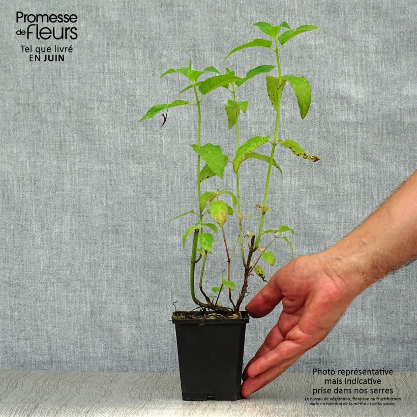 Amostra de Monarda × fistulosa Scorpion Vaso de 8/9 cm tal como entregue no verão
