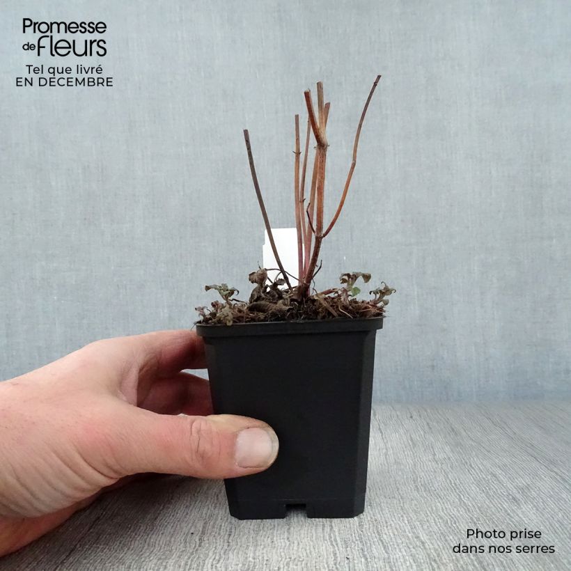 Amostra de Monarde Scorpion - Bergamote lie-de-vin Vaso de 8/9 cm tal como entregue no inverno