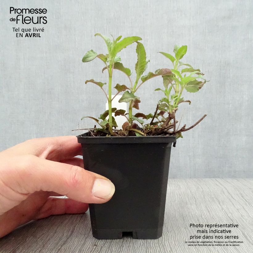 Amostra de Monarda × fistulosa Scorpion Vaso de 8/9 cm tal como entregue na primavera