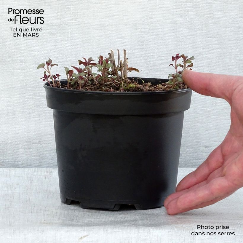 Amostra de Monarda × fistulosa Scorpion Vaso de 2 L/3 L tal como entregue na primavera