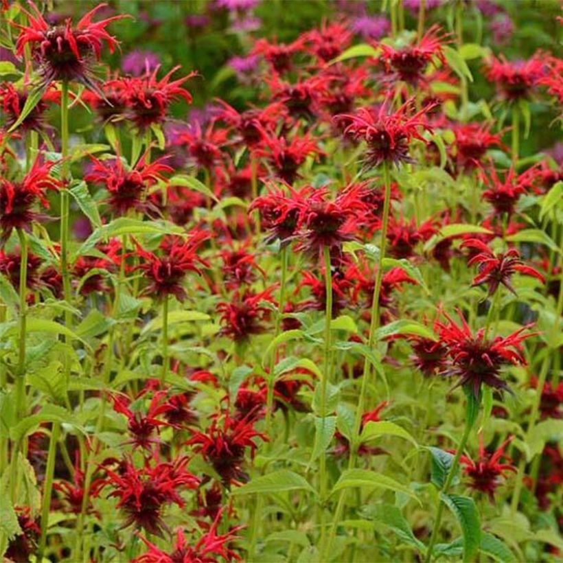 Monarda Squaw - Bergamota (Floração)