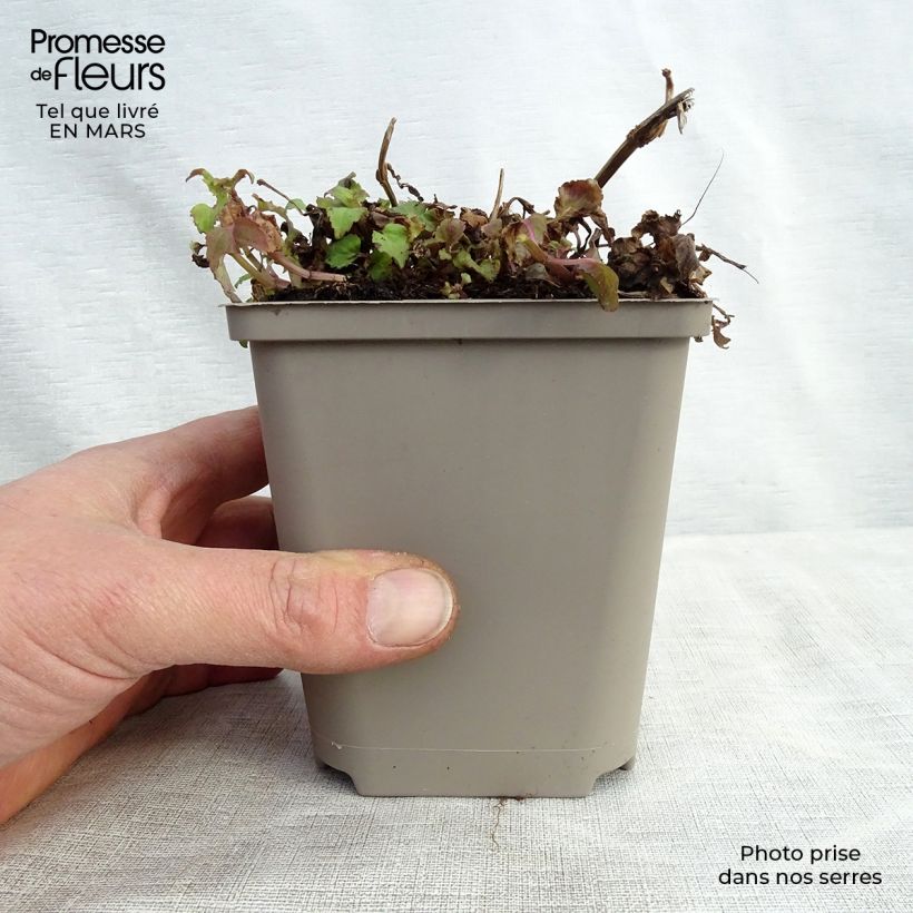 Amostra de Monarda Squaw - Bergamota Vaso de 8/9 cm tal como entregue na primavera