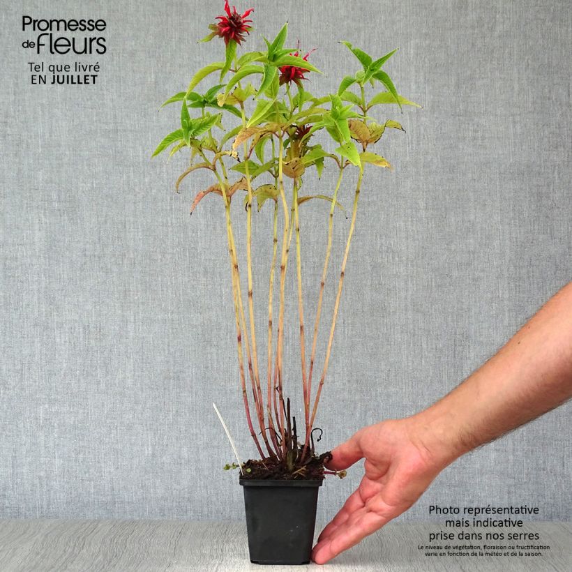 Amostra de Monarda Squaw - Bergamota Vaso de 8/9 cm tal como entregue no verão