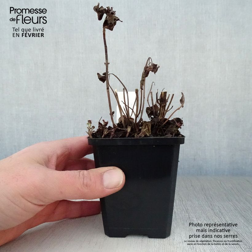 Amostra de Monarda Squaw - Bergamota Vaso de 8/9 cm tal como entregue no inverno