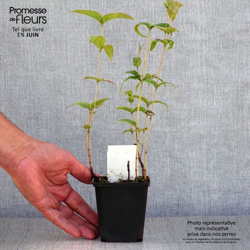 Amostra de Monarda bradburiana Vaso de 8/9 cm tal como entregue no verão