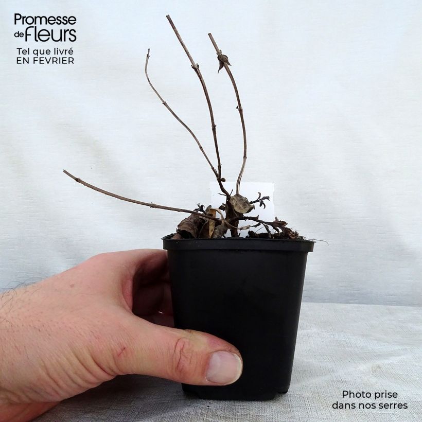 Amostra de Monarda bradburiana Vaso de 8/9 cm tal como entregue no inverno