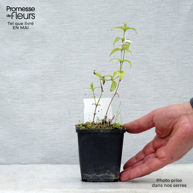 Amostra de Monarda bradburiana Vaso de 8/9 cm tal como entregue na primavera