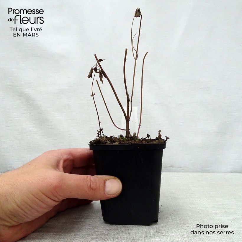 Amostra de Monarda fistulosa subsp. menthifolia Vaso de 8/9 cm tal como entregue na primavera