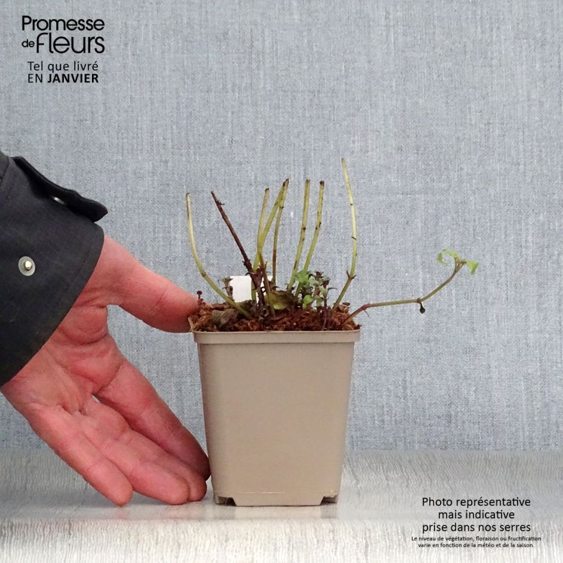 Amostra de Monarda fistulosa subsp. menthifolia Vaso de 8/9 cm tal como entregue no inverno