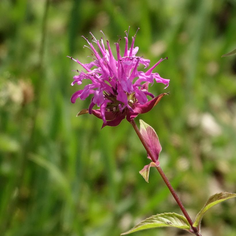 Monarda fistulosa subsp. menthifolia (Floração)