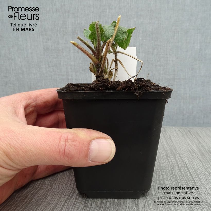 Amostra de Moeda-do-papa Alba em sementes Vaso de 8/9 cm tal como entregue na primavera