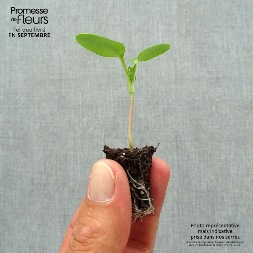 Amostra de Moeda-do-papa Mini-torrão Ø 1,5/2,5 cm tal como entregue no outono