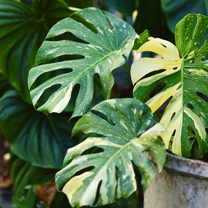 Monstera deliciosa Thai Constellation - Costela-de-adão (Folhagem)