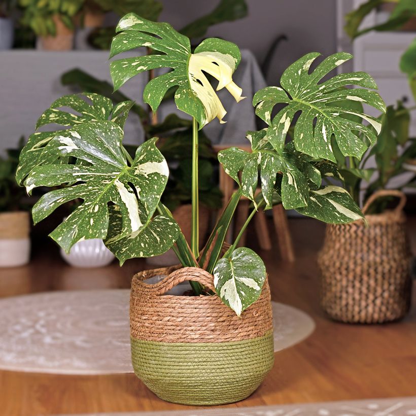 Monstera deliciosa Thai Constellation - Costela-de-adão (Hábito)