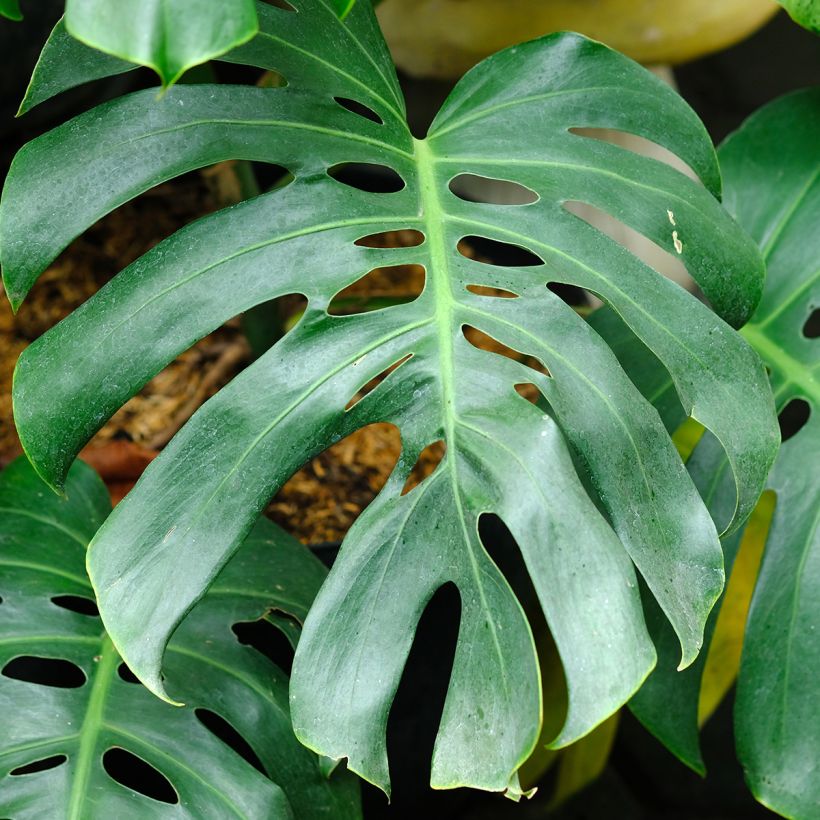 Monstera deliciosa - Costela-de-adão (Folhagem)