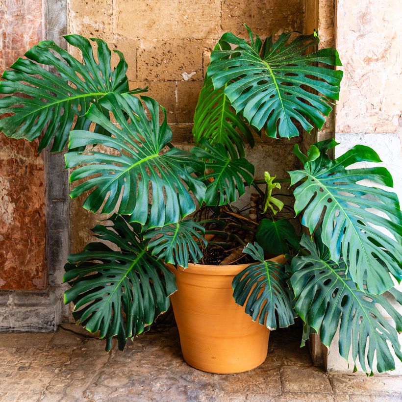 Monstera deliciosa - Costela-de-adão (Hábito)