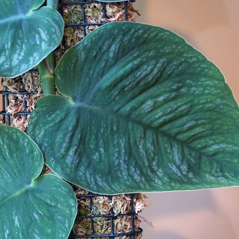 Monstera dubia (Folhagem)