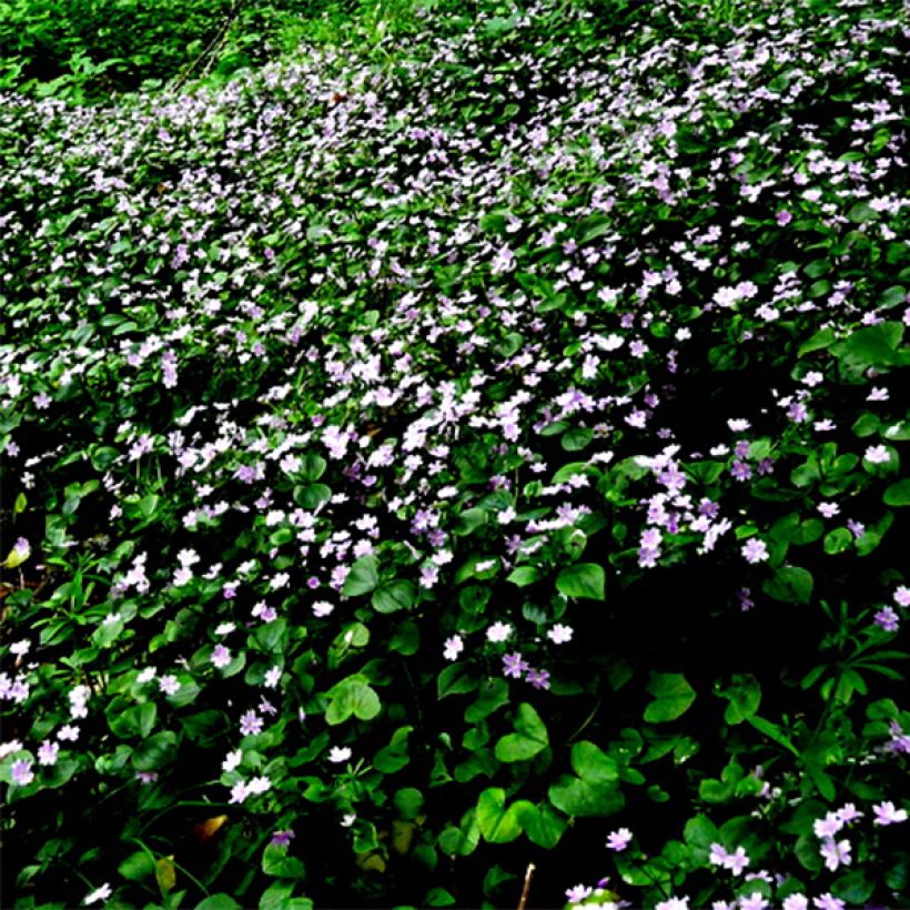 Claytonia sibirica (Floração)