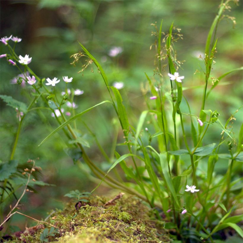 Claytonia sibirica (Hábito)