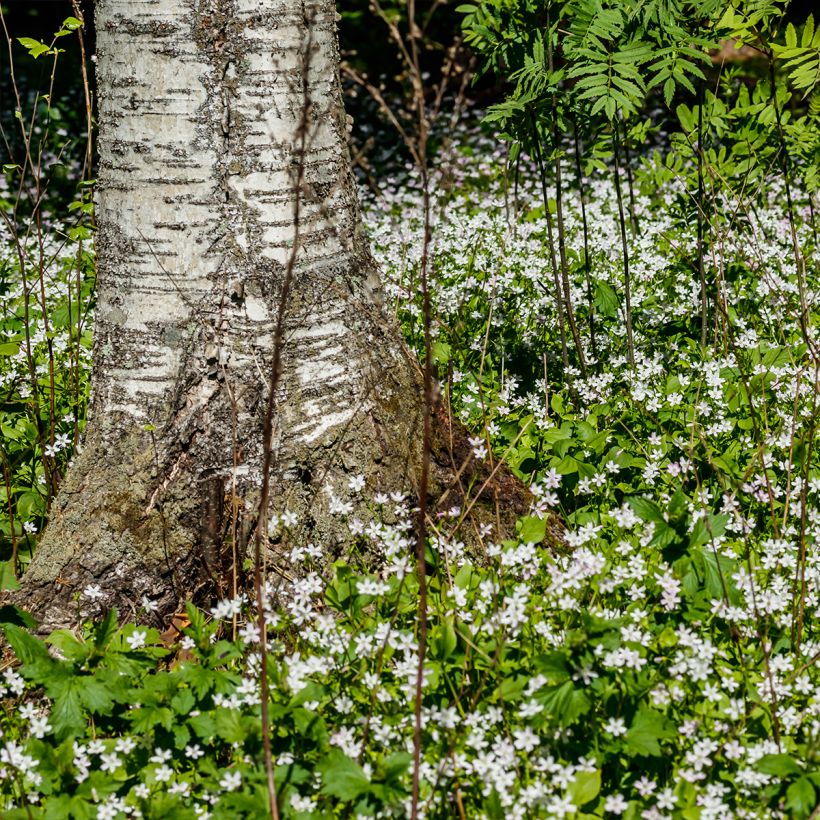Claytonia sibirica Alba (Hábito)