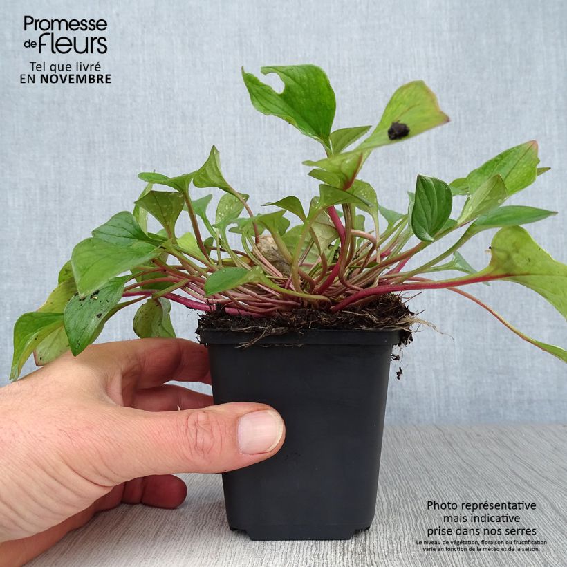 Amostra de Claytonia sibirica Vaso de 8/9 cm tal como entregue no outono