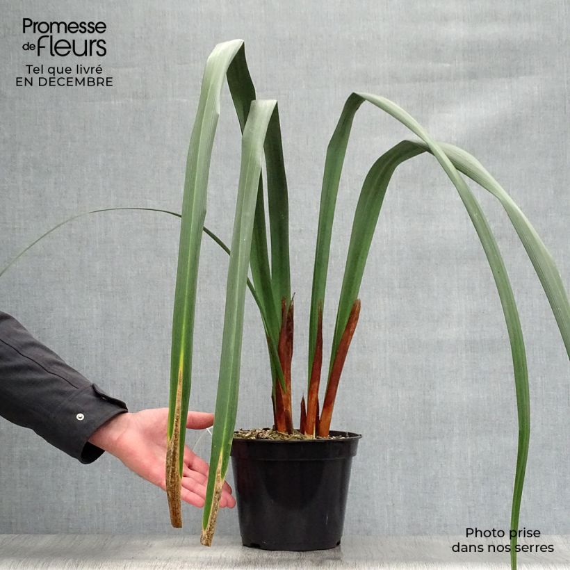 Amostra de Moraea huttonii  Pot de 4L/5L tal como entregue no inverno