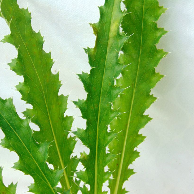 Morina longifolia (Folhagem)