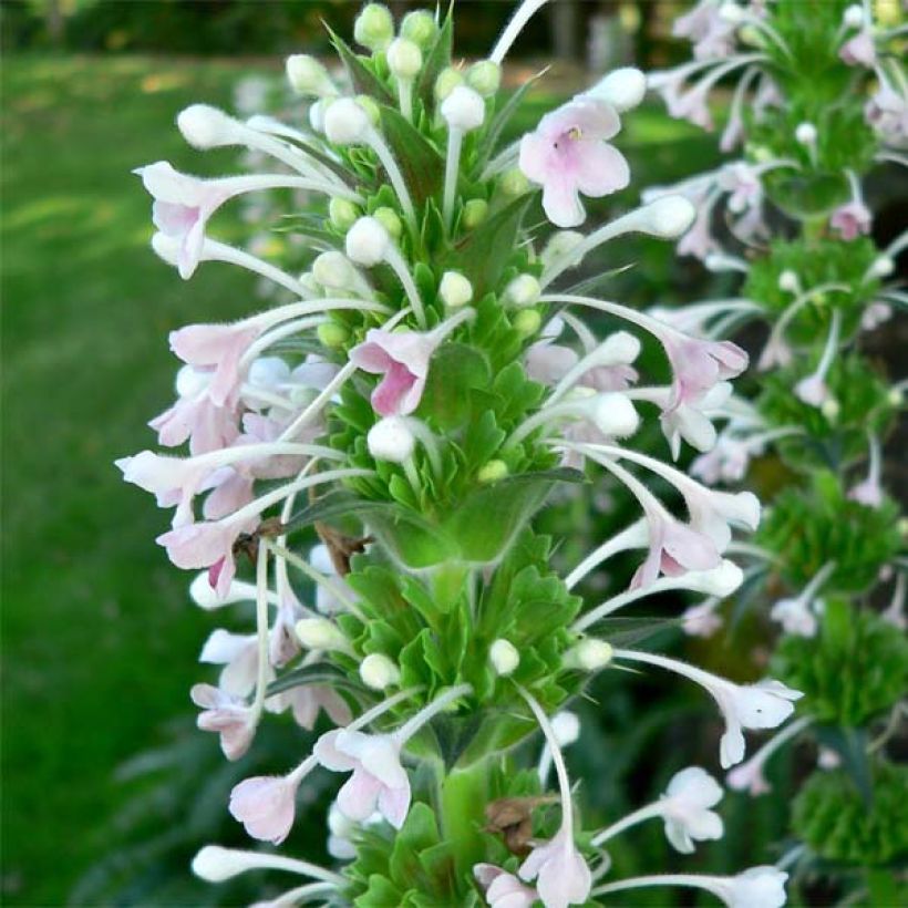 Morina longifolia (Floração)
