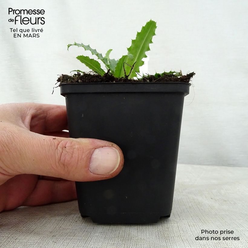 Amostra de Morina longifolia Vaso de 8/9 cm tal como entregue na primavera