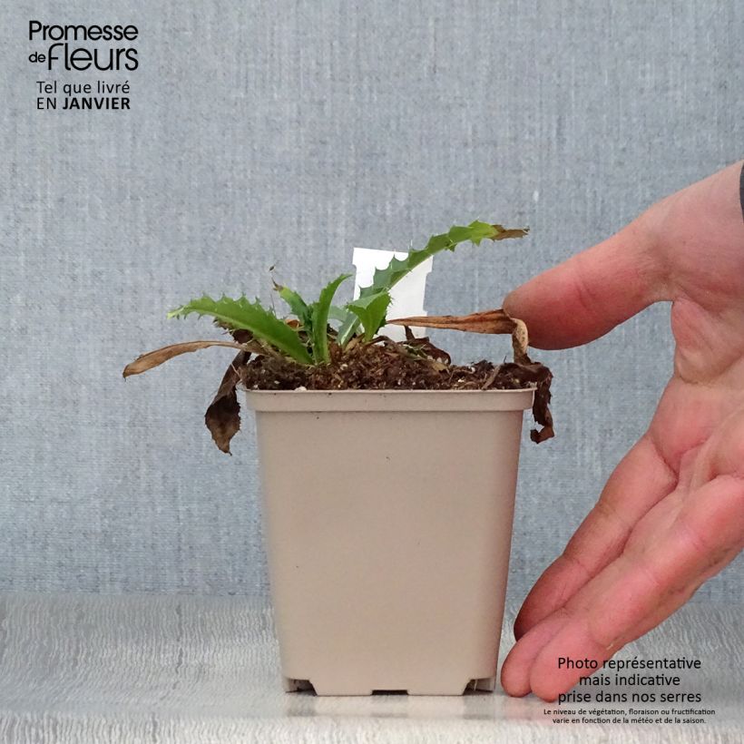 Amostra de Morina longifolia Vaso de 8/9 cm tal como entregue no inverno