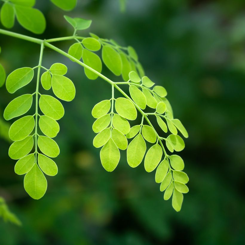 Moringa oleifera (Folhagem)