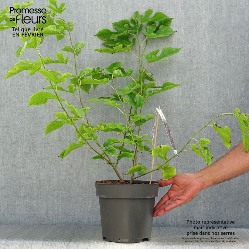 Amostra de Morus acidosa Mulle - Amoreira-japonesa Vaso de 3 L/4 L tal como entregue no outono