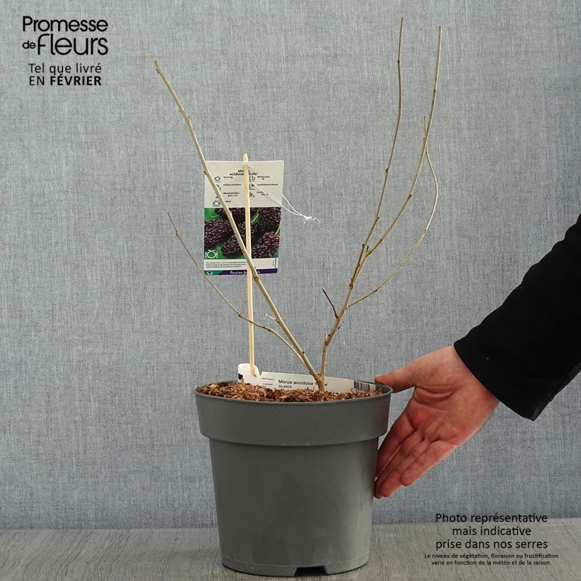 Amostra de Morus acidosa Mulle - Mûrier de Corée Vaso de 3 L/4 L tal como entregue no inverno