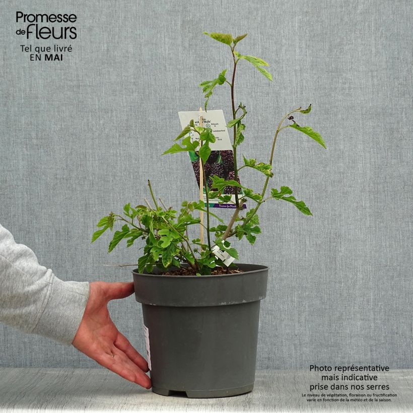 Amostra de Morus acidosa Mulle - Amoreira-japonesa Vaso de 3 L/4 L tal como entregue na primavera