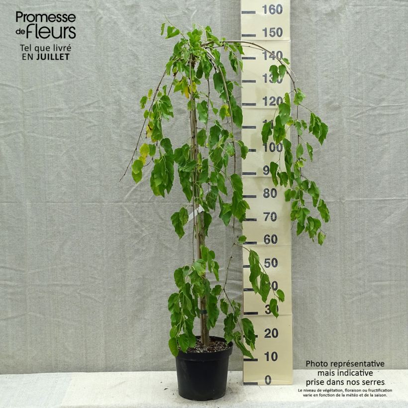 Amostra de Morus alba Pendula - Amoreira-branca Vaso de 7,5 L/10 L, Haste tal como entregue no verão