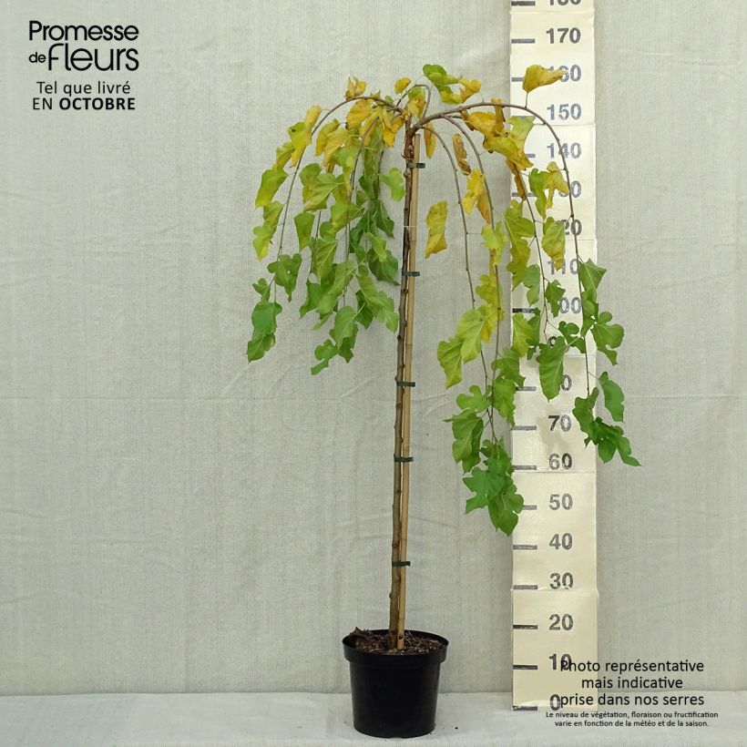 Amostra de Morus alba Pendula - Amoreira-branca Vaso de 7,5 L/10 L, Haste tal como entregue no outono