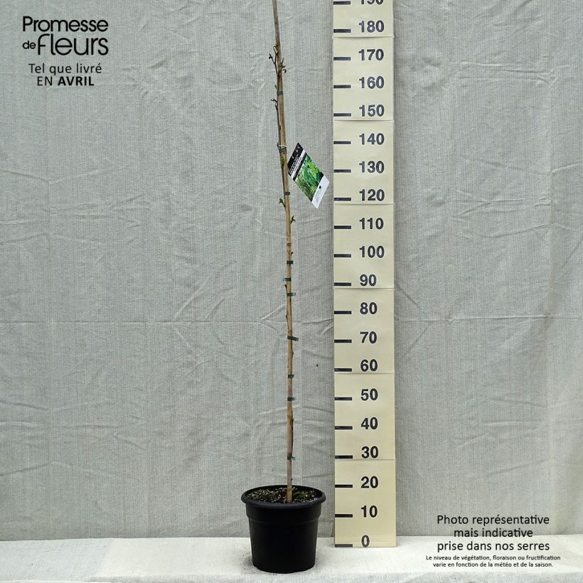 Amostra de Morus kagayamae (bombycis) - Mûrier platane Vaso de 7,5 L/10 L tal como entregue na primavera