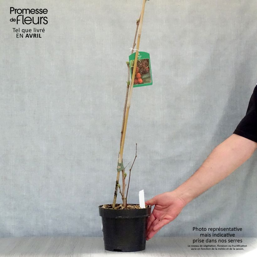 Amostra de Morus nigra - Amoreira-preta Vaso de 1,5 L/2 L tal como entregue na primavera